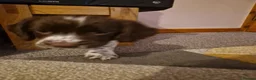 English Springer Spaniel dogs for sale: English springer spaniel  - Advert 5