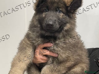 German Shepherd dogs Reduced kcreg blue sable carrying Isabella - Advert 2