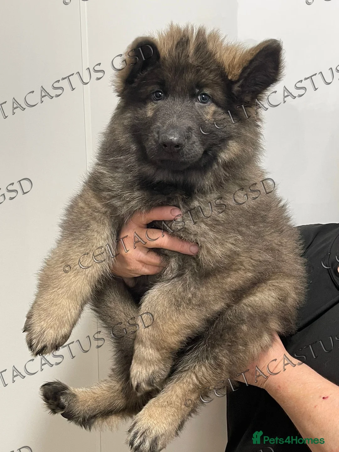 German Shepherd dogs for sale: Reduced kcreg  blue sable carrying Isabella  - Advert 2