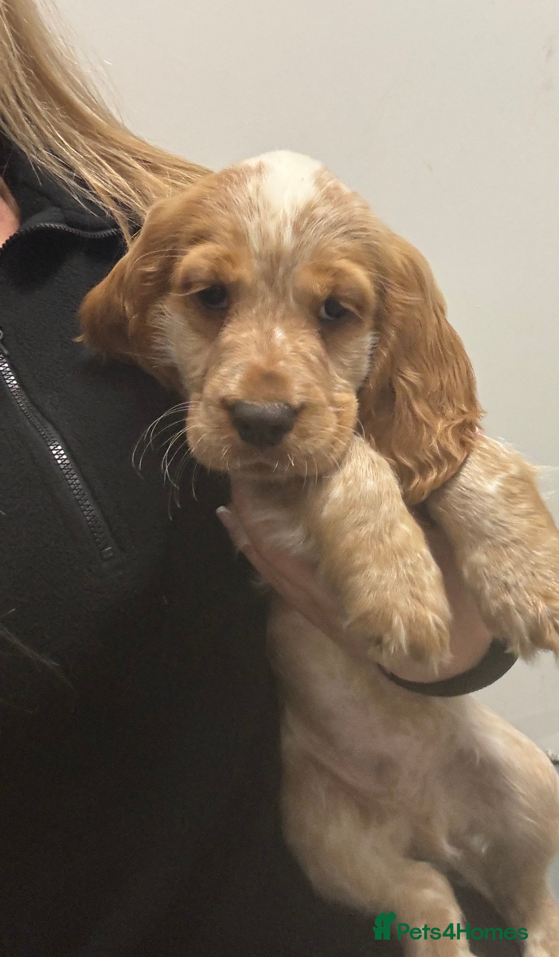 Cocker Spaniel dogs KC reg cocker spaniels  - Advert 1