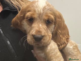 Cocker Spaniel dogs KC reg cocker spaniels - Advert 17