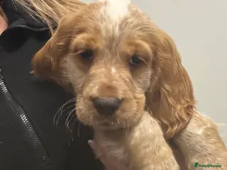 Cocker Spaniel dogs KC reg cocker spaniels - Advert 17