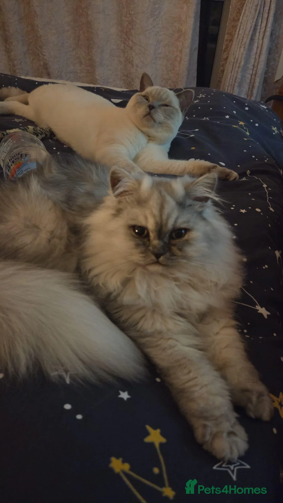 British Longhair cats for sale: Britsh long fur - Advert 1