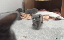 Russian Blue cats for sale: ***Beautiful Russian Blue Kittens*** - Image 10