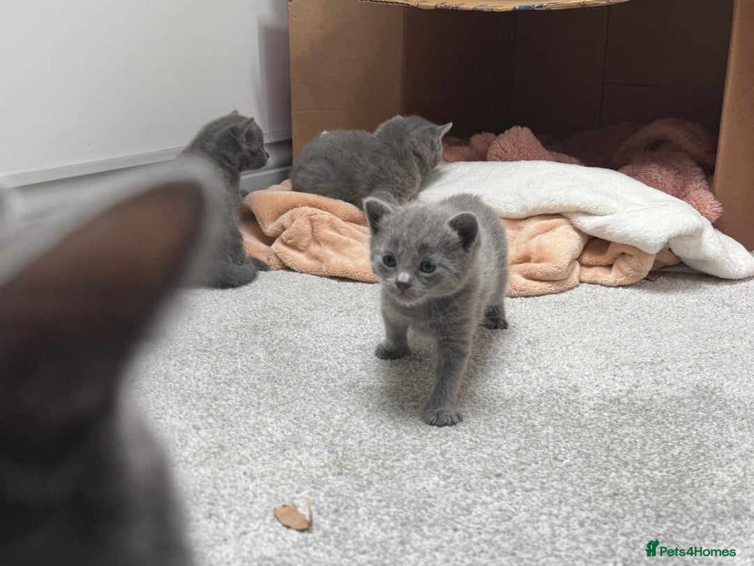 Russian Blue cats for sale: ***Beautiful Russian Blue Kittens*** - Image 10