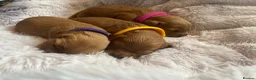 Cavapoo dogs for sale: Cavapoos pups /kc reg /health tested /parents - Advert 8