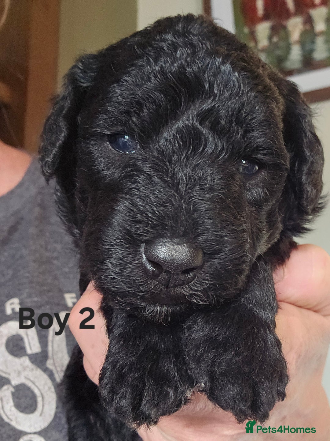 Mixed Breed dogs for sale: Bedlington x Poodle Puppies - Image 11