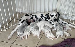 Mixed Breed dogs for sale:  Dalmaspoodles! Dalmation X springer/poodle pups - Image 26