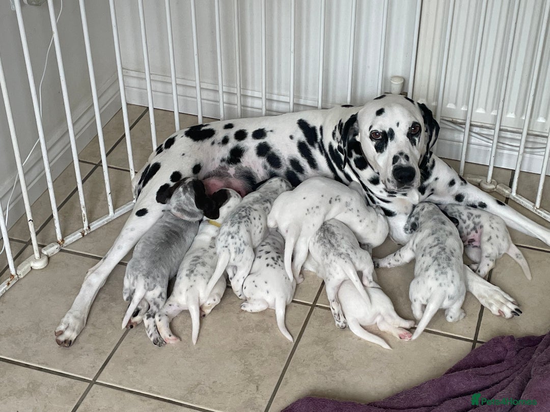 Mixed Breed dogs for sale:  Dalmaspoodles! Dalmation X springer/poodle pups - Image 26