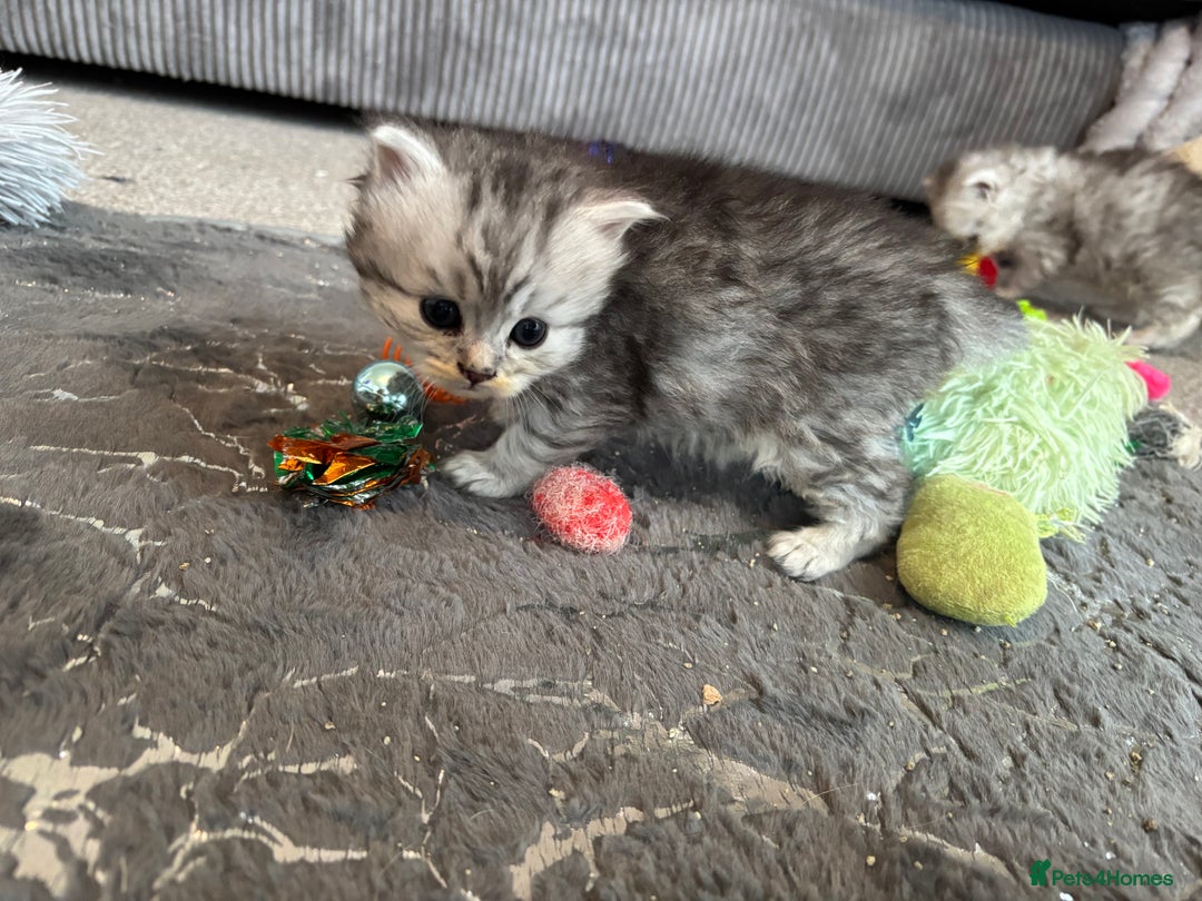 Maine Coon cats for sale: Maincoon / Persian babies looking for laps  - Advert 33