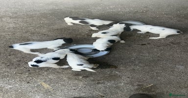 English Springer Spaniel dogs - Advert 3