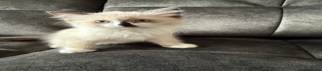 Ragdoll Kitten 1