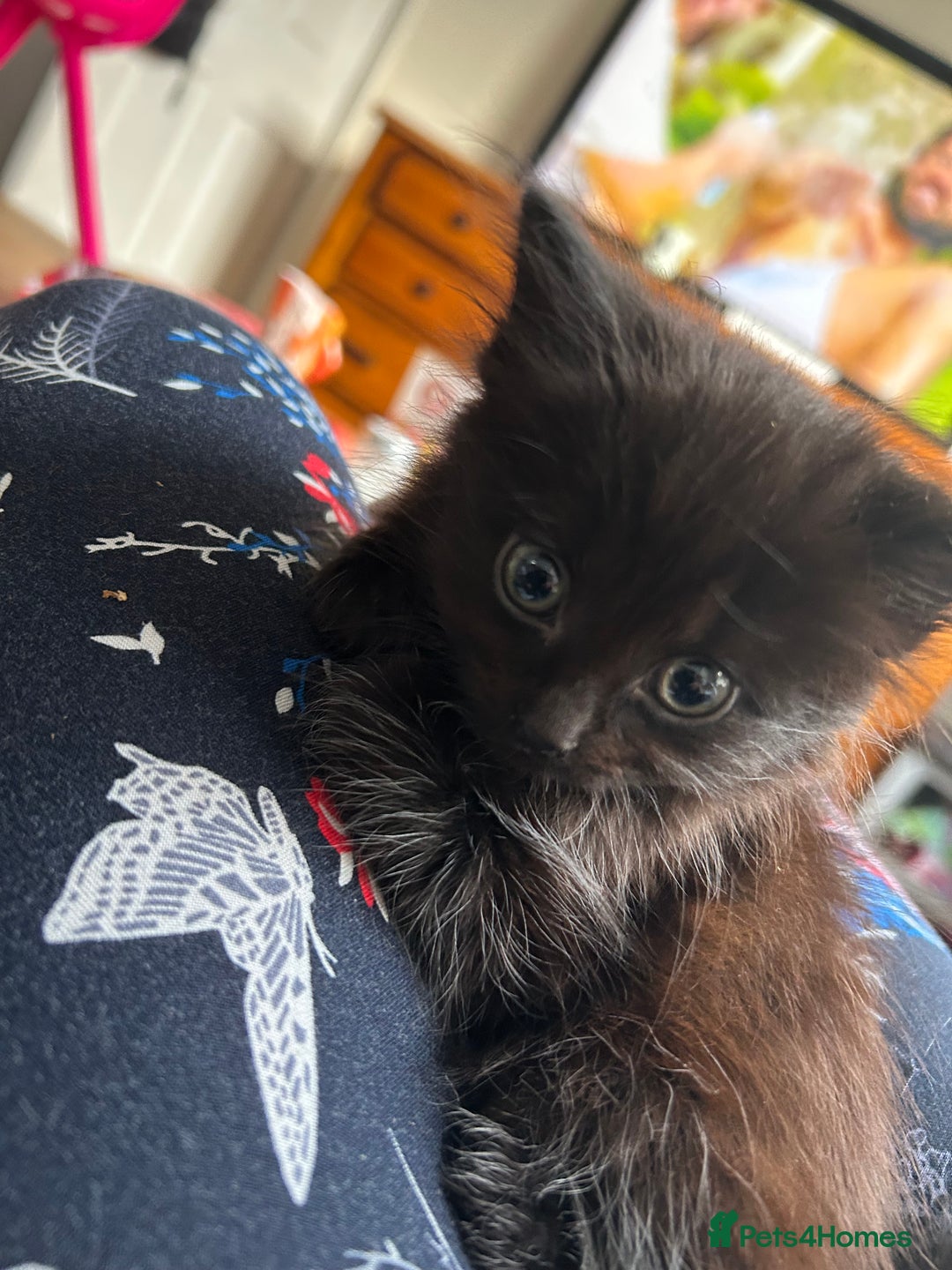 Mixed Breed cats for sale: Mixed kittens  - Image 8