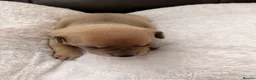Mixed Breed dogs for sale: French sausages - Advert 8