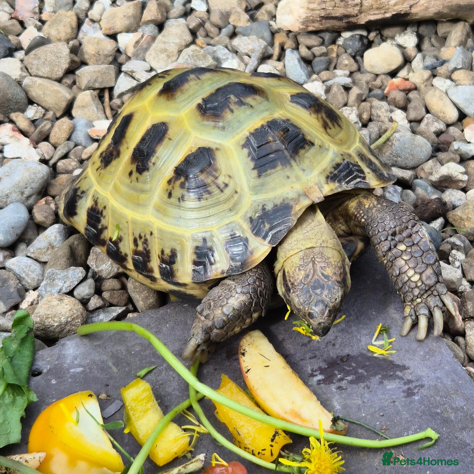 Tortoise reptiles Male 4 year old horsefield tortoise  - Advert 1