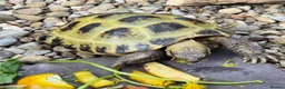 Tortoise reptiles for sale: Male 4 year old horsefield tortoise  in Darlington - Advert 1