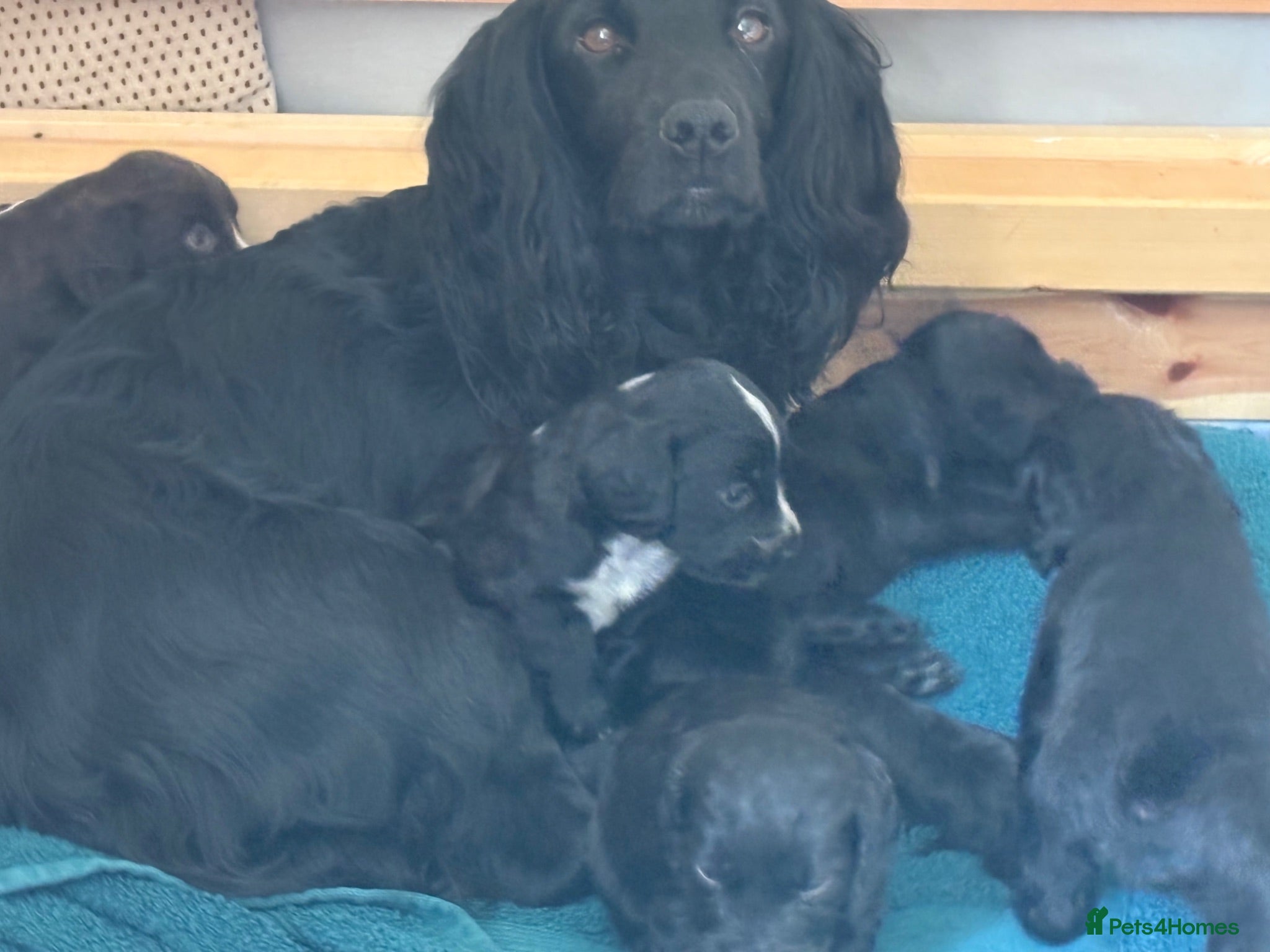 Sprocker dogs Two Beautiful Sprocker Spaniel Girls Available - Advert 1