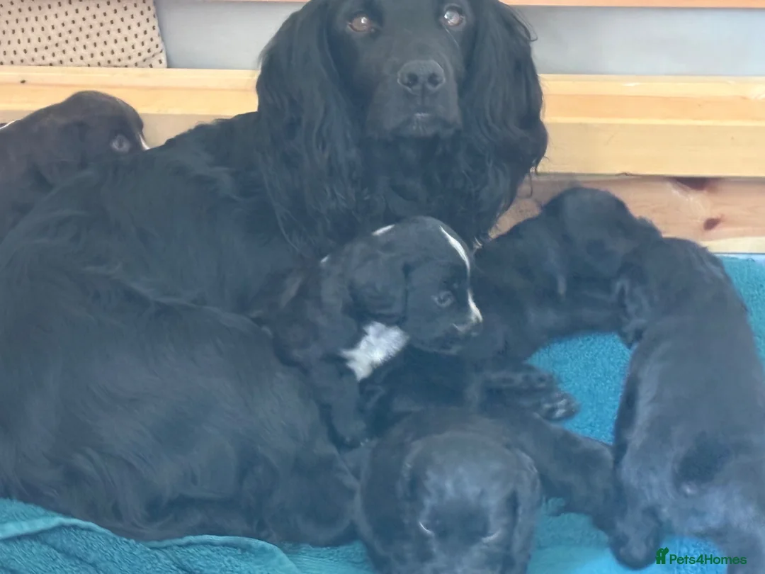 Sprocker dogs for sale: Two Beautiful Sprocker Spaniel Girls Available - Advert 1