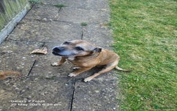 Staffordshire Bull Terrier dogs for sale: Staff for sale  - Image 1