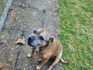 Staffordshire Bull Terrier dogs - Advert 8