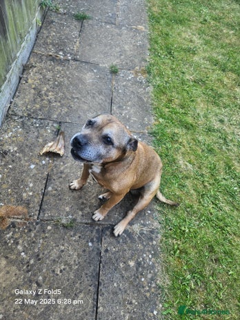 Staffordshire Bull Terrier dogs - Advert 8