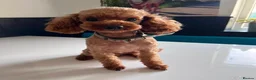 Toy Poodle dogs for sale: Toy Poodle Ted looking for it forever Home - Advert 1