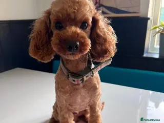 Toy Poodle dogs Toy Poodle Ted looking for it forever Home - Advert 3