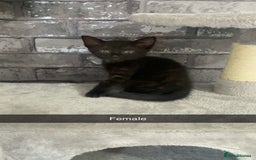 Mixed Breed cats for sale: 7 beautiful 8 week kittens  - Image 4