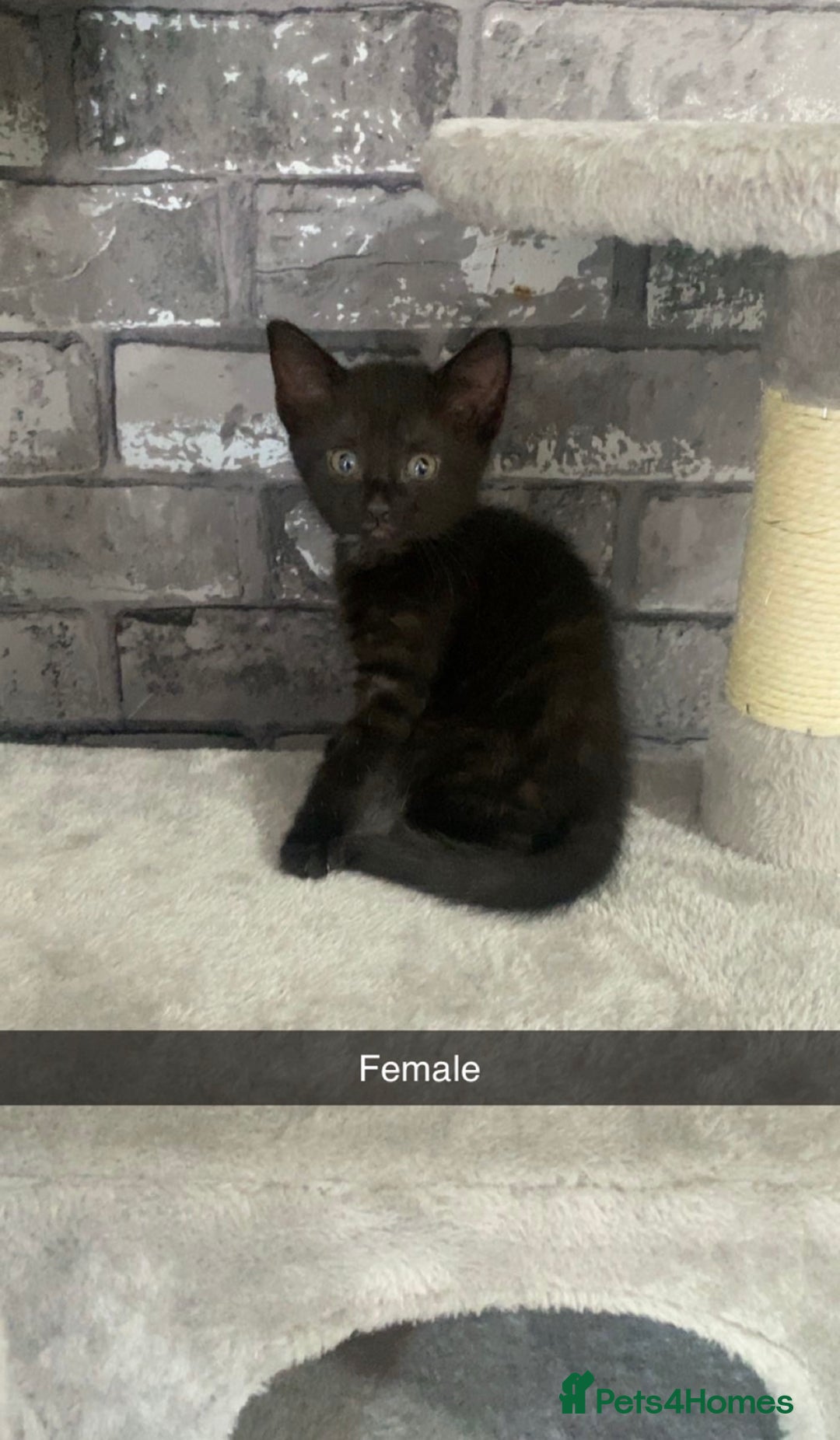 Mixed Breed cats for sale: 7 beautiful 8 week kittens  - Image 4