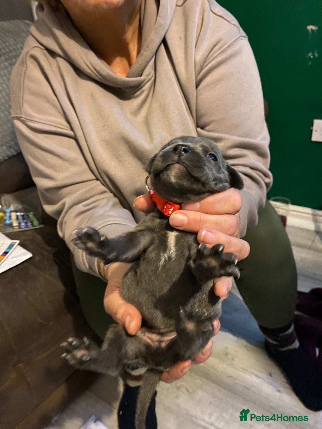 Staffordshire Bull Terrier dogs for sale: Blue pups  - Advert 20