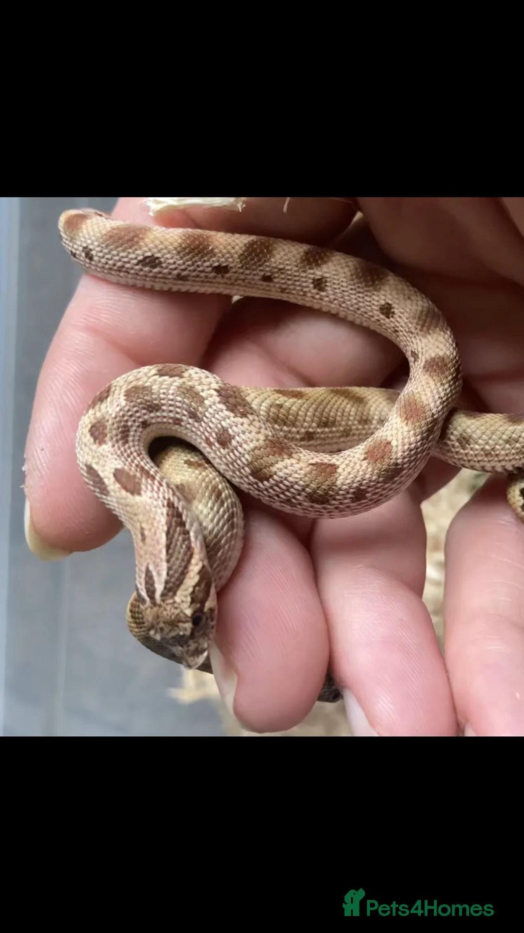 Snake reptiles for sale: Hognose’s available now 🐍🐍 Conda Quad hets - Advert 7