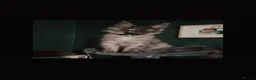 Maine Coon cats for sale: Purebred mainecoon - Advert 2