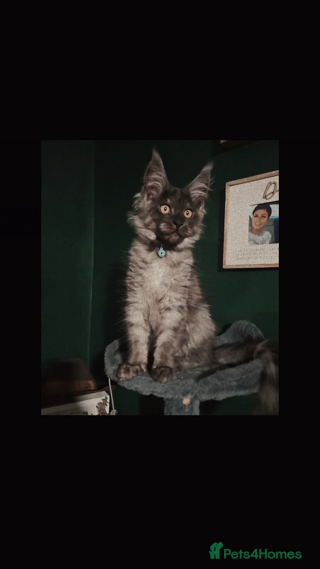 Maine Coon cats for sale: Purebred mainecoon - Advert 2