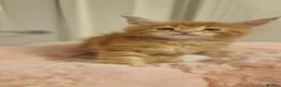 Maine Coon cats for sale: 6 Beautiful Kittens looking for their forever home in Royston - Advert 9