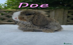 Mini Lop rabbits for sale: Beautiful mini lops girls and boys in Huntingdon - Image 3