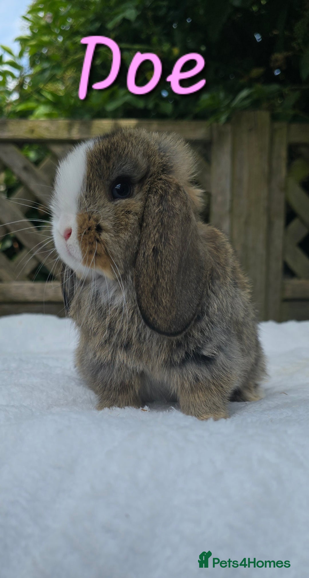 Mini Lop rabbits for sale: Beautiful mini lops girls and boys in Huntingdon - Image 3