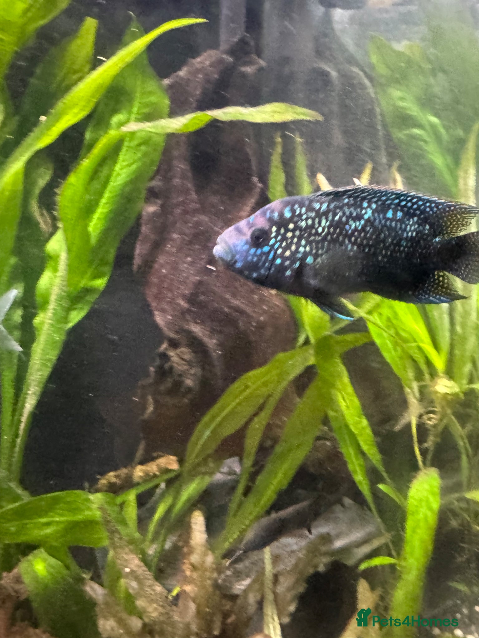 Cichlids fish Jack Dempsey cichlid  - Advert 1