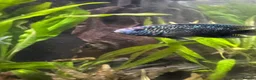 Cichlids fish for sale: Jack Dempsey cichlid  - Advert 1