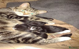 Mixed Breed cats for sale: Adult female tabby cat - Image 3