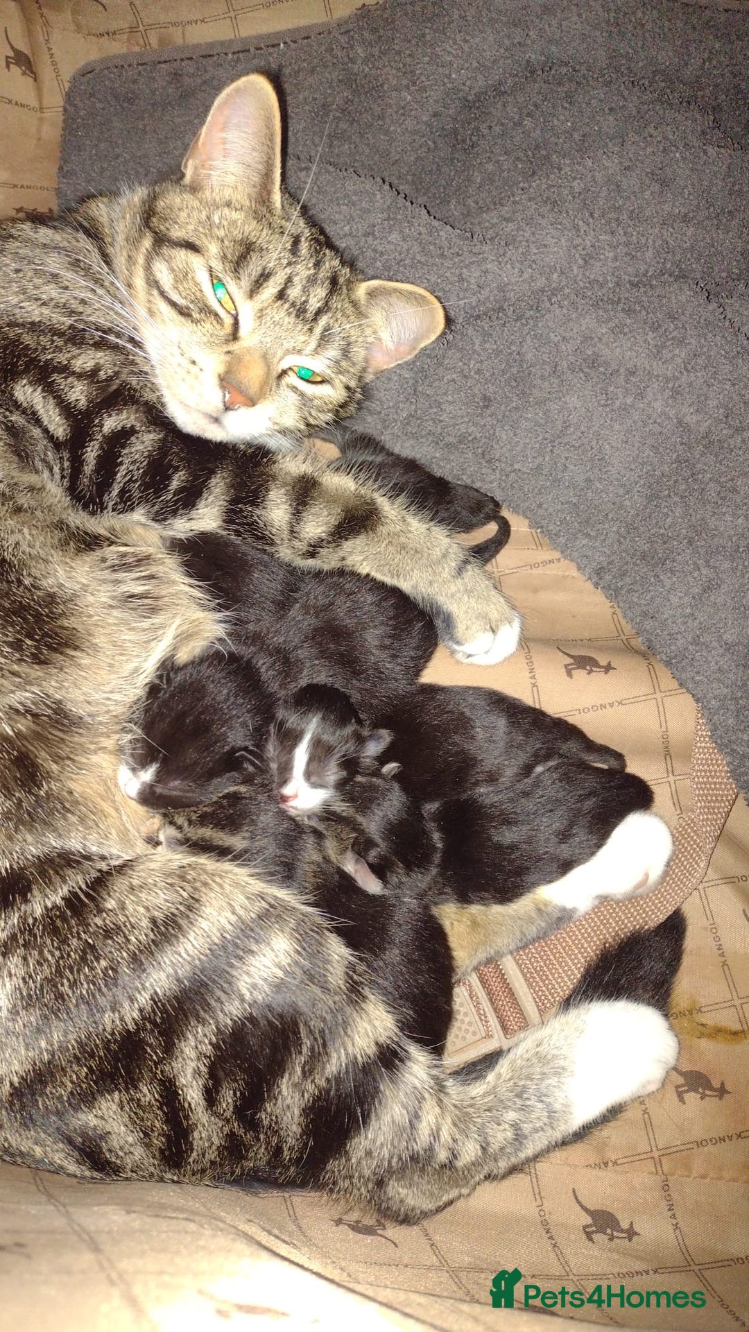 Mixed Breed cats for sale: Adult female tabby cat - Image 3