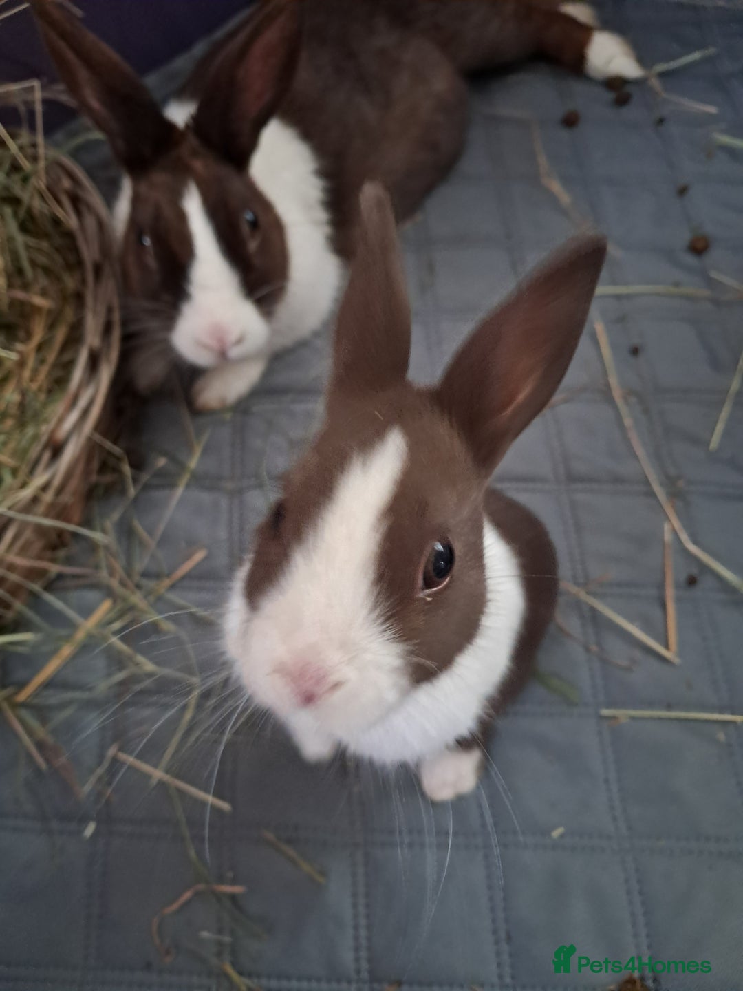 Dutch rabbits for sale: Pair of female baby Dutch rabbits for sale - Image 2