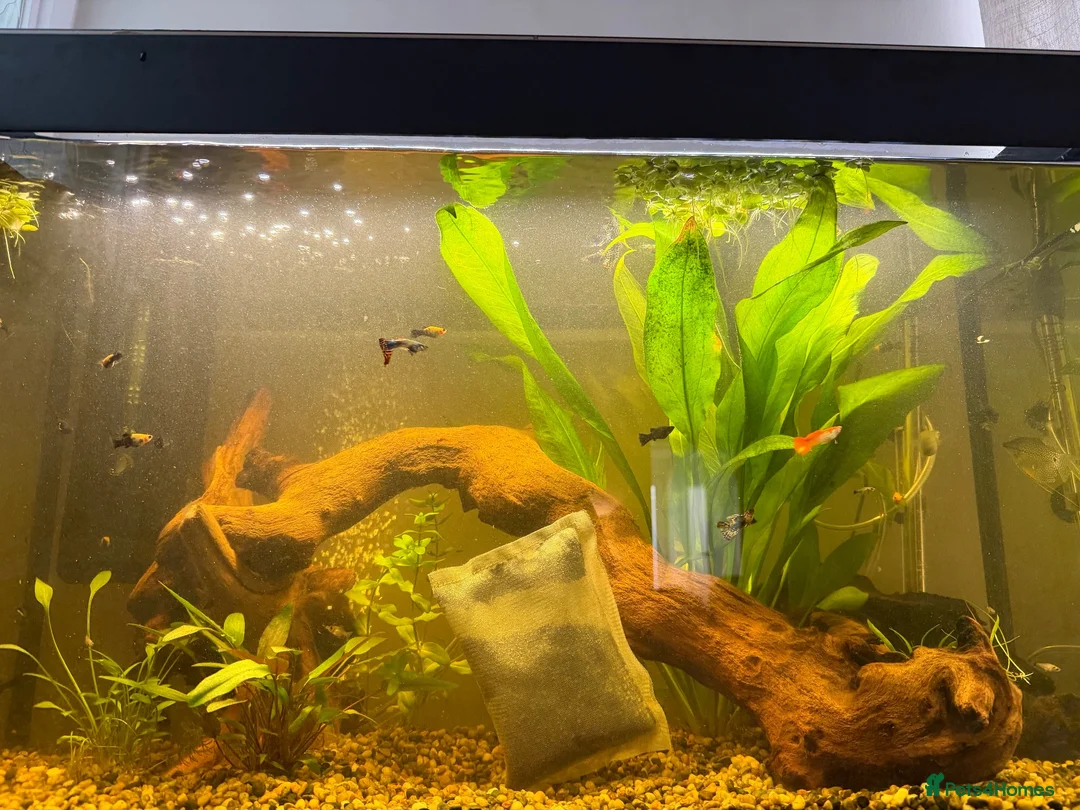 Mollies fish for sale: Young Mollies  in Treharris - Advert 2