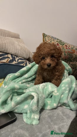 Toy Poodle dogs Red Toy Poodle Puppies – Kennel Club Registered - Advert 17