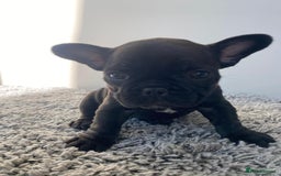 French Bulldog dogs for sale: Rare KC French bulldogs - champion lines  - Image 3