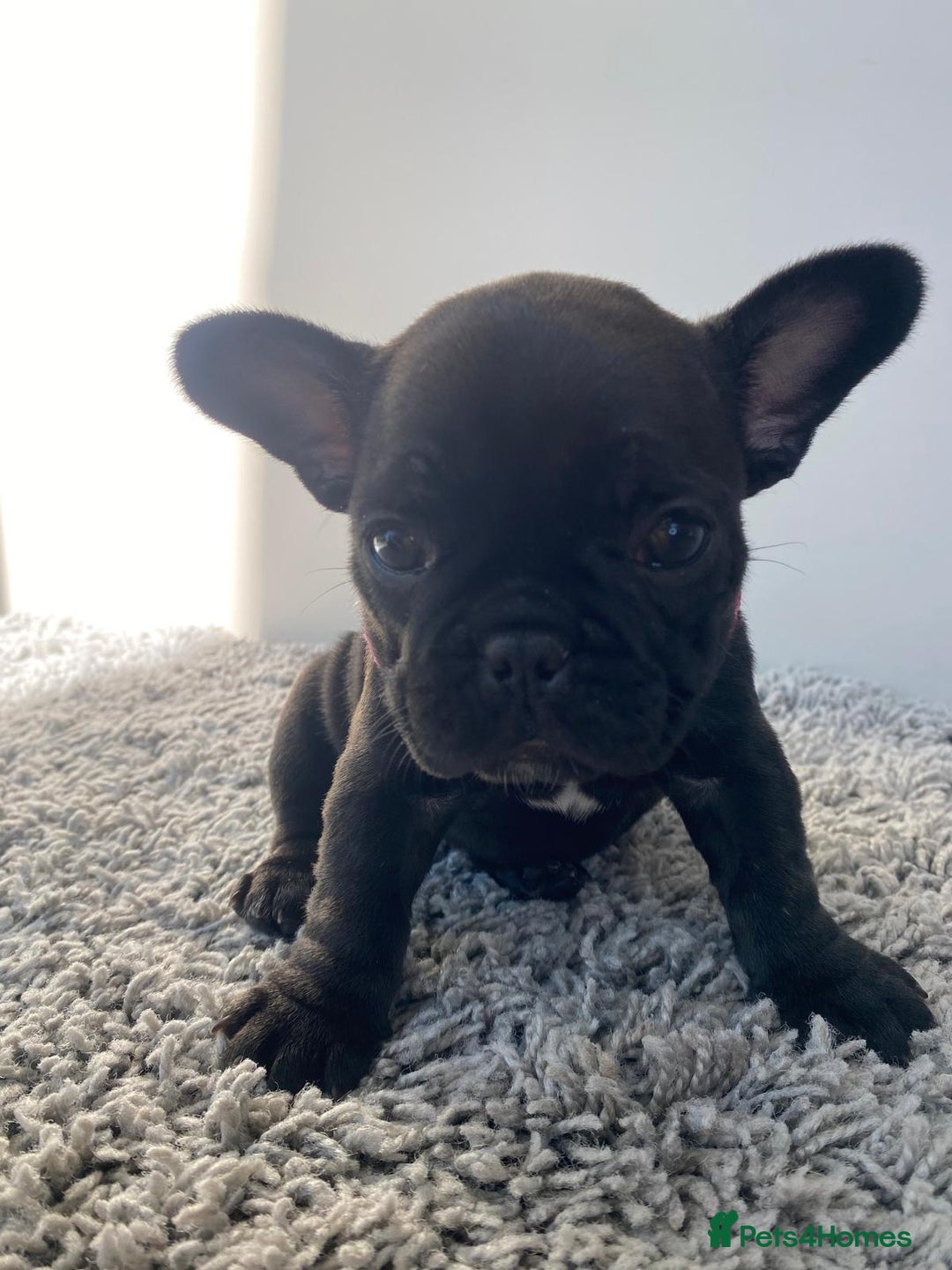 French Bulldog dogs for sale: Rare KC French bulldogs - champion lines  - Image 3
