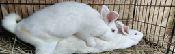 New Zealand rabbits for sale: New Zealand White Pure Bred Rabbits in Kidwelly - Advert 4