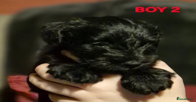 Miniature Schnauzer dogs - Advert 1