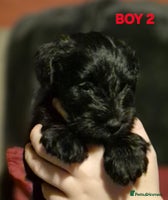 Miniature Schnauzer dogs - Advert 1