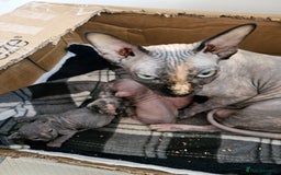 Sphynx cats for sale: Kittens for sale  - Image 5