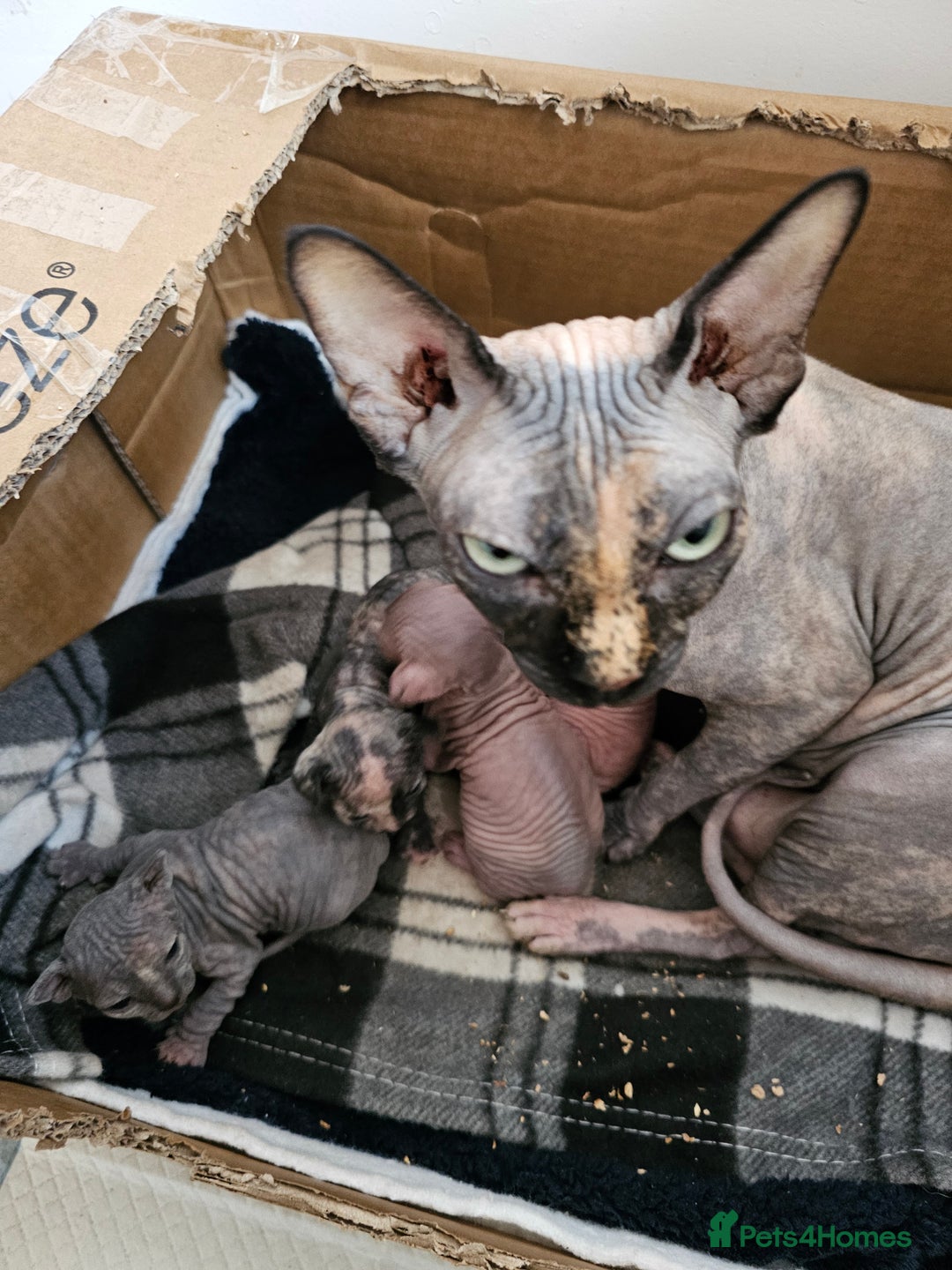 Sphynx cats for sale: Kittens for sale  - Image 5